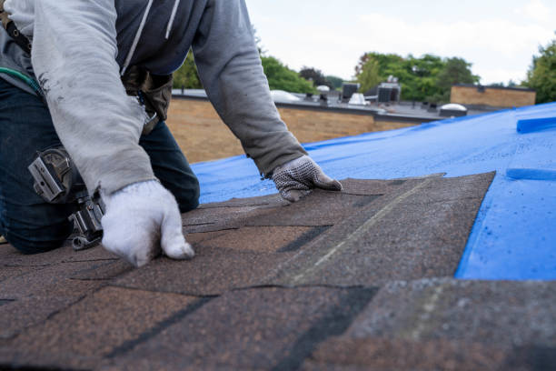 Best Roof Moss and Algae Removal  in Coleytown, CT